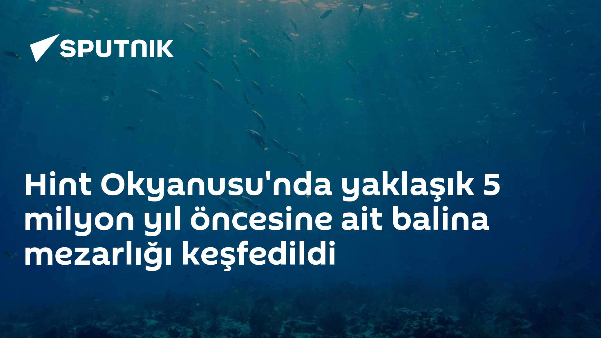 Hint Okyanusu'nda yaklaşık 5 milyon yıl öncesine ait balina mezarlığı keşfedildi