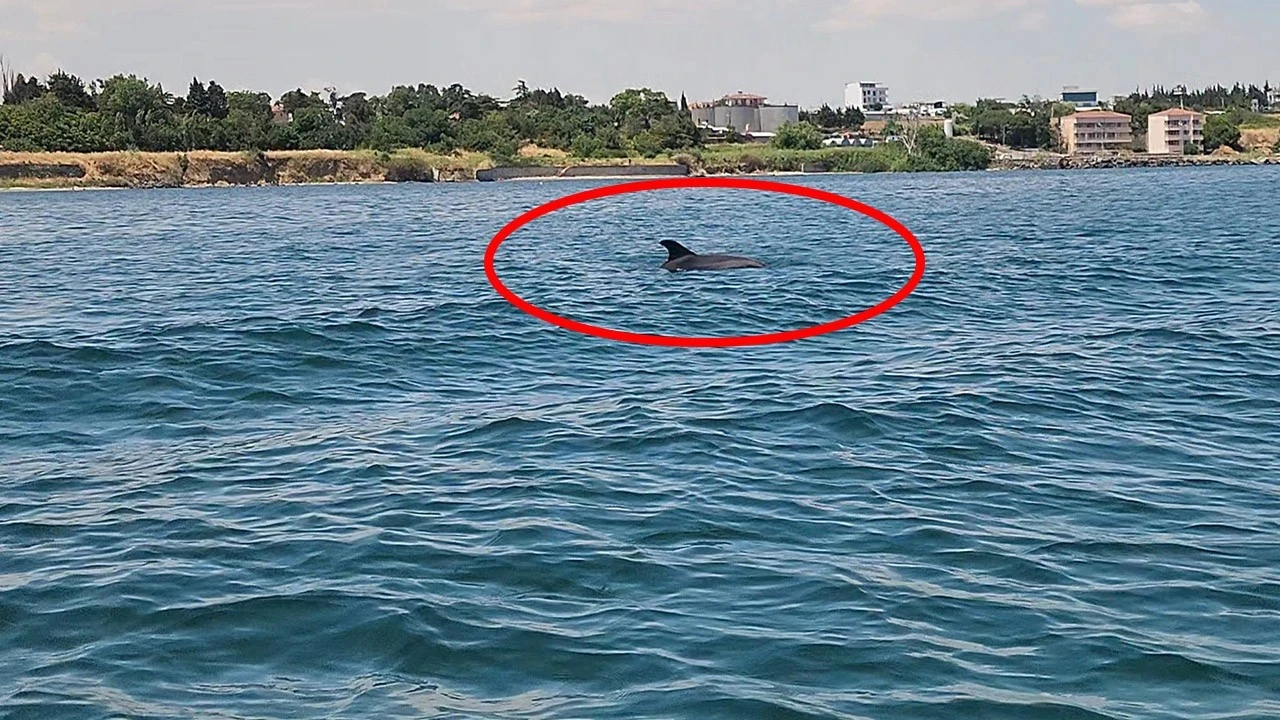 Marmara'nın sürpriz misafirleri! 2 tanesi teknenin yanında ortaya çıktı