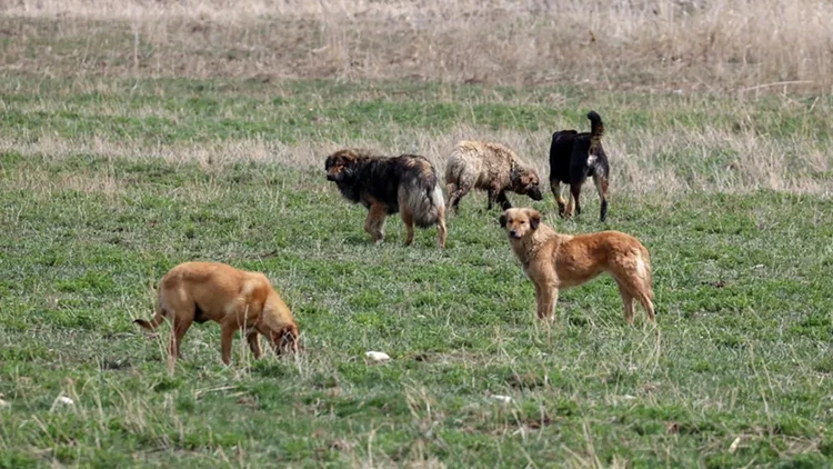 Sahipsiz köpek saldırıları! 3 belediye başkanı hakkında işlem