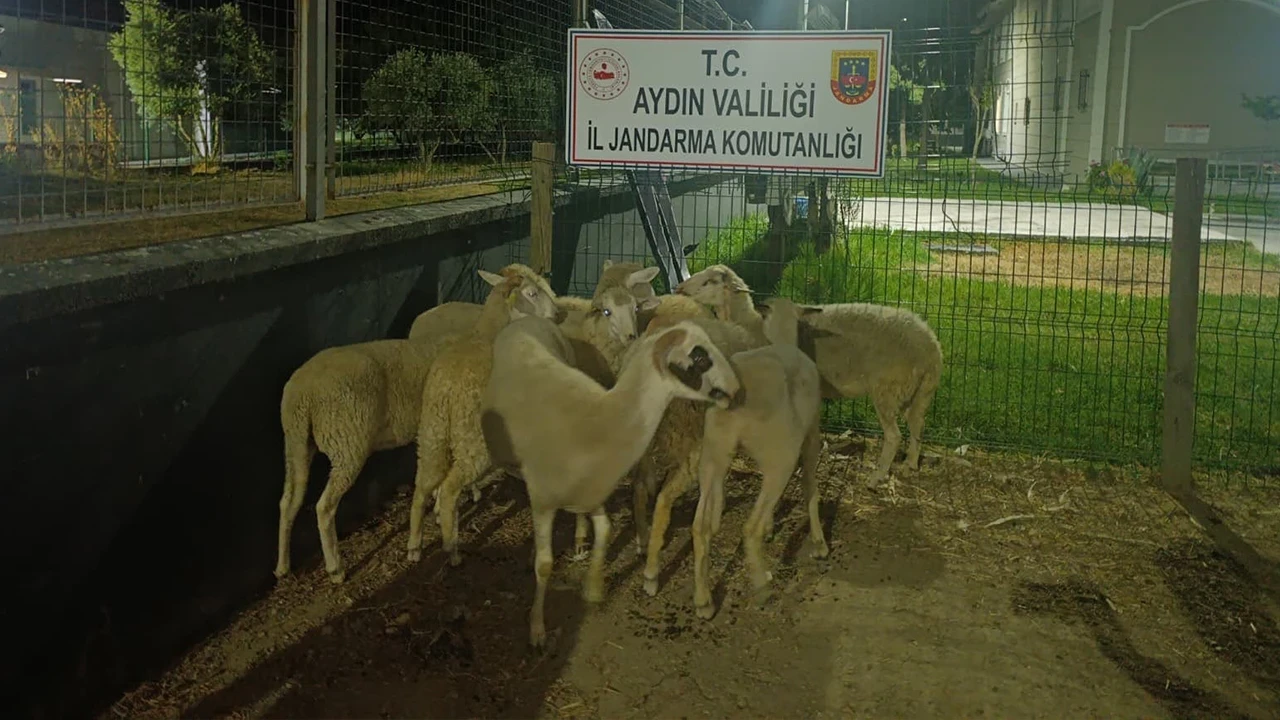 Evin bahçesinden 15 koyunu çalındı