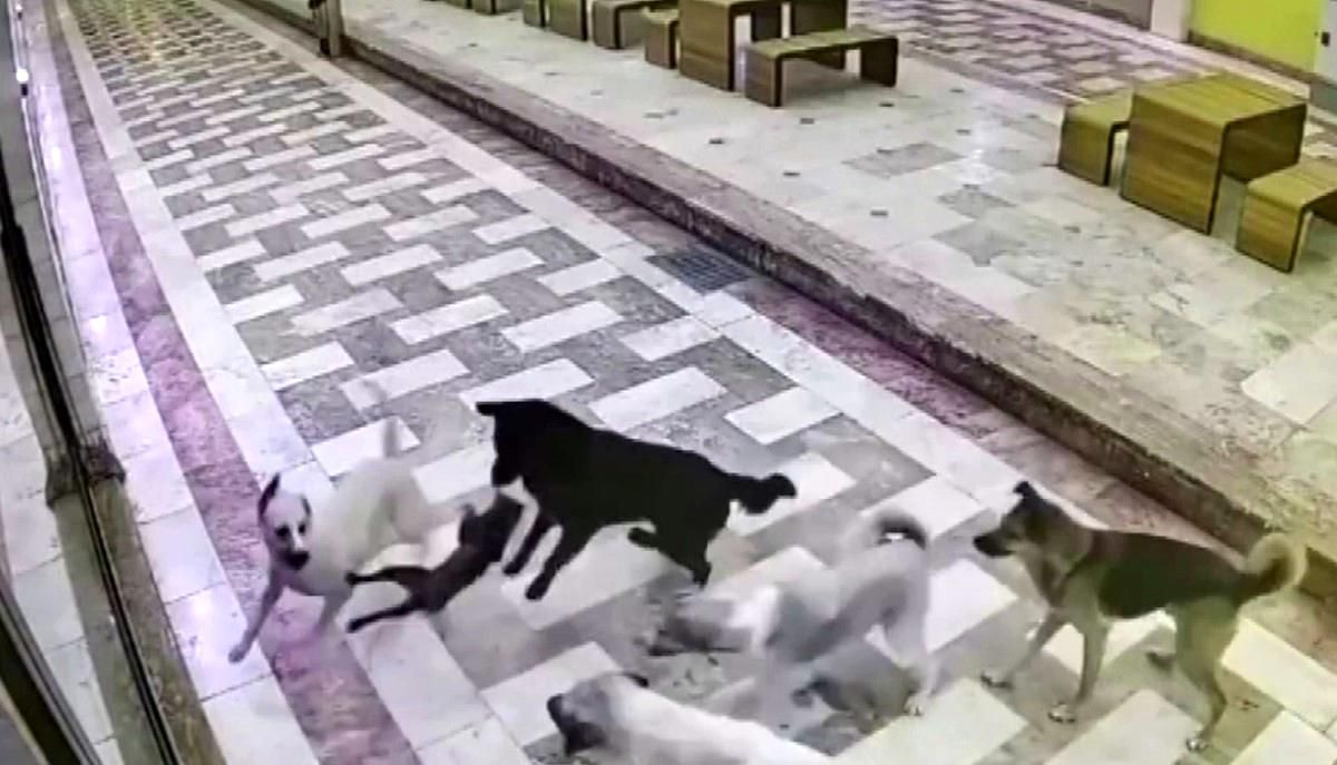 Kedinin tek başına 6 köpekle mücadele ettiği anlar kameraya yansıdı