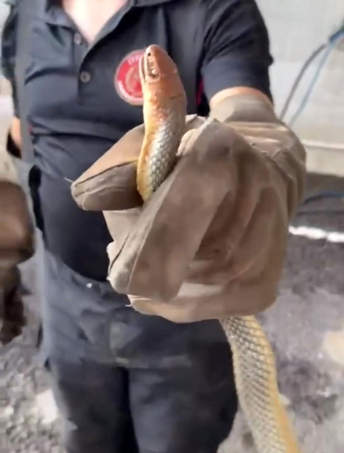 Feribottan inen araçtan yılan çıktı
