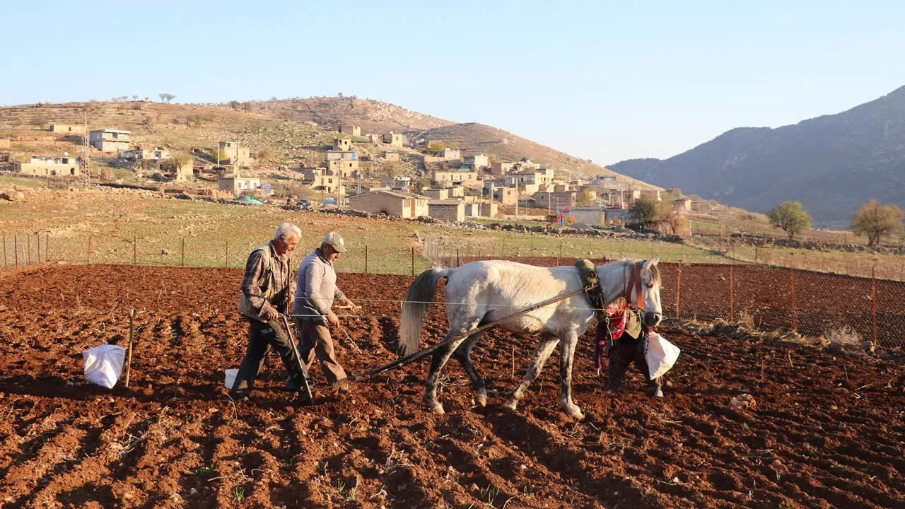 Aksaray'da doğa mucizesi organik hasat başladı: İspanya, Rusya aldı Almanya'ya kalmadı!