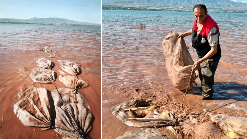 Keban baraj gölü’nde 700 kilogram canlı sazan kurtarıldı