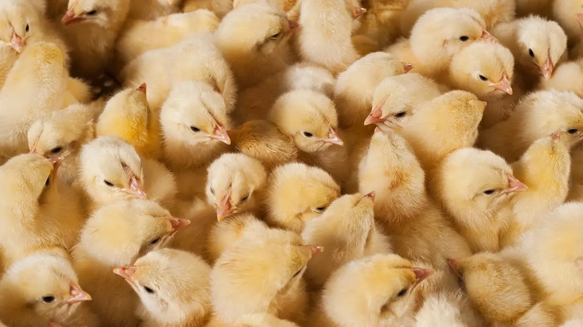 Zeka testi: Civcivlerin arasındaki saklı kelebek nerede" 500 kişiden 15'i 10 saniyede buldu