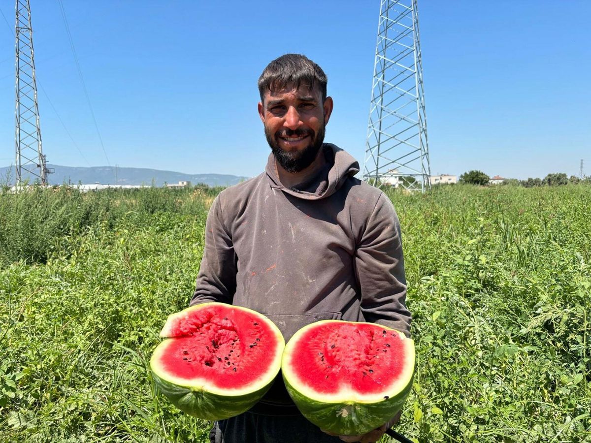 Torbalı'da karpuz hasadı başladı