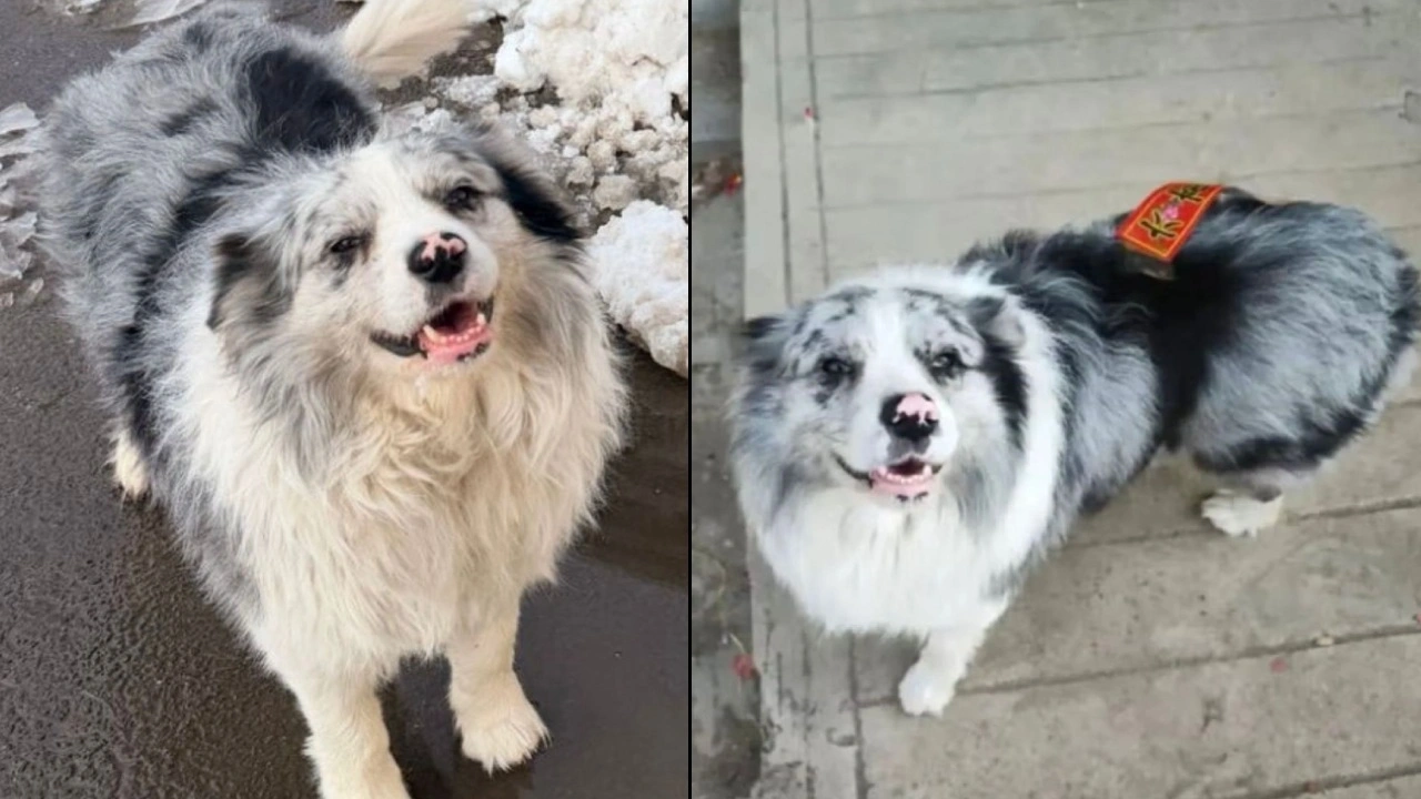Çin'de infial! Milyonların sevgilisi köpek çalındı ​​ve vahşice katledildi