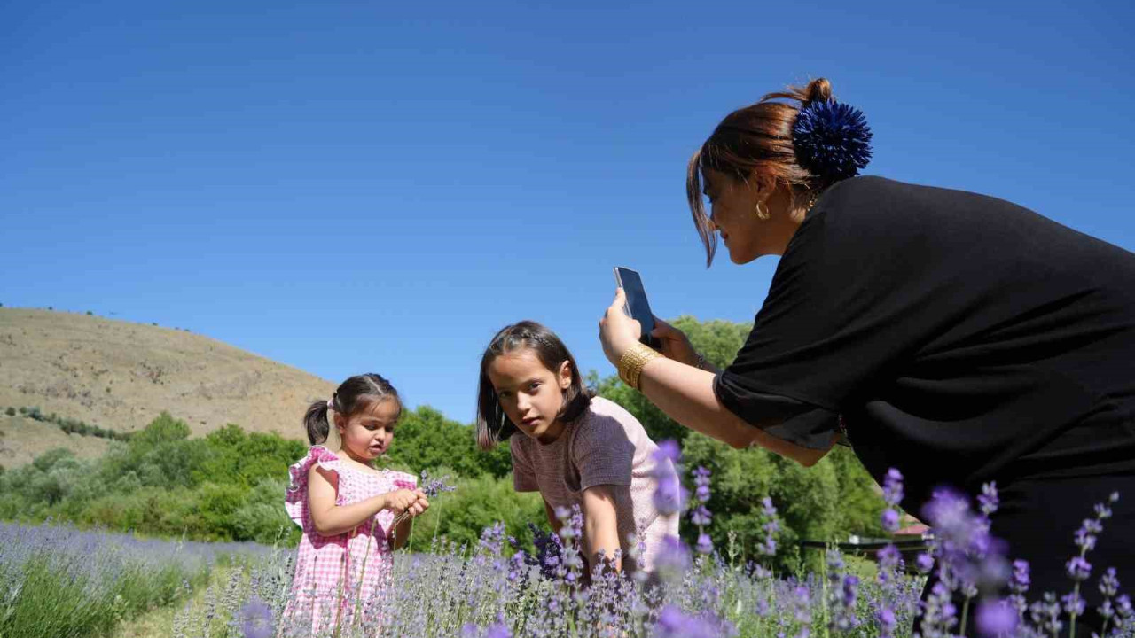 Doğaseverlerin yeni adresi! Erzincan'daki lavanta bahçesi