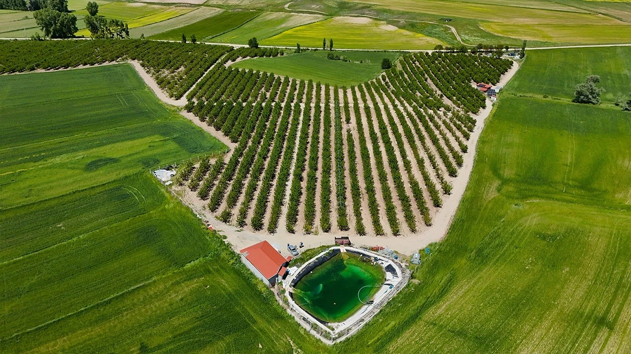 Yozgat’ın kirazı dünyaya açılıyor! 10 bin 832 ağaçtan 200 ton kiraz bekleniyor