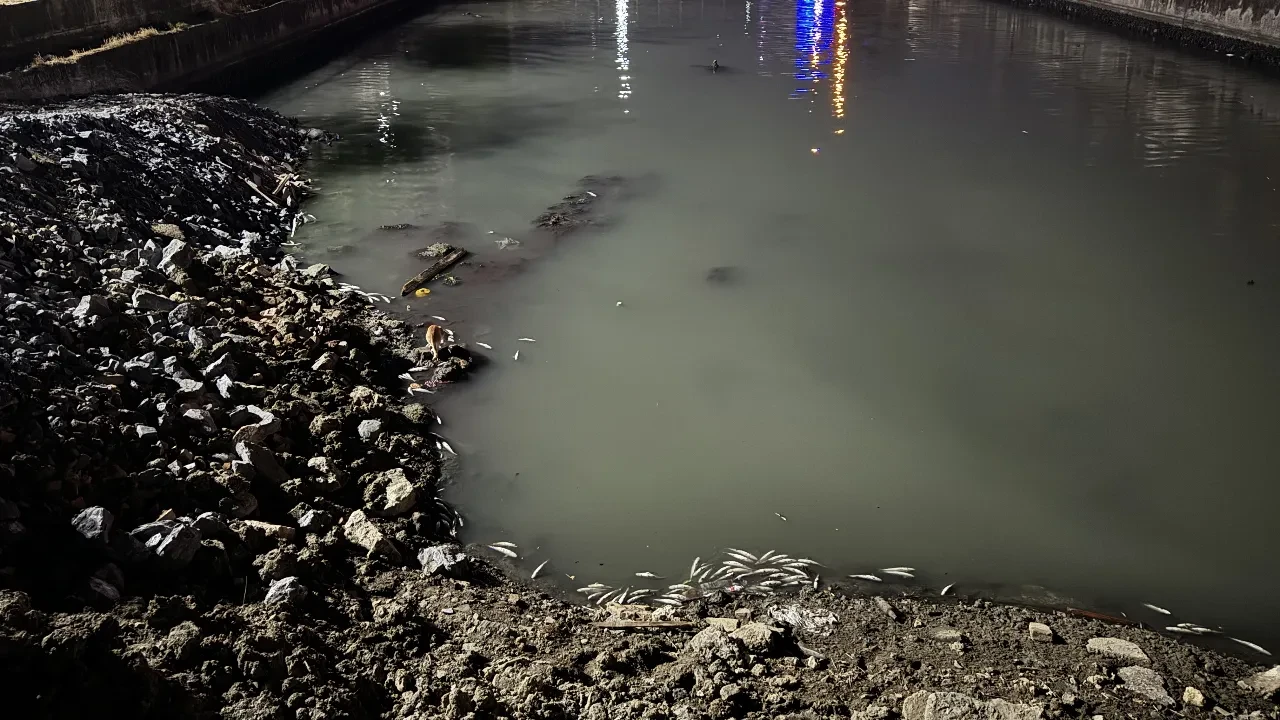 Bakırköy sahilde korkutan manzara! Binlerce ölü balık kıyıya vurdu