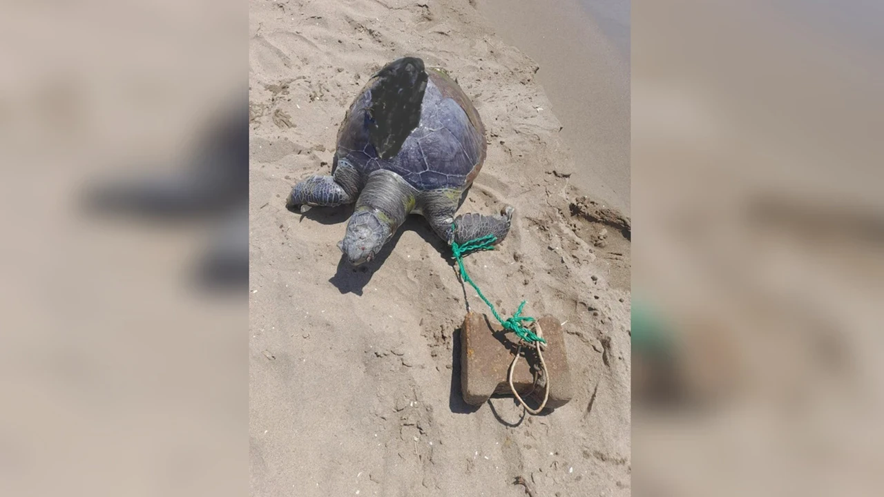 İzmir'de vahşet: Yüzgecine parke taşı bağlanan deniz kaplumbağası ölü bulundu