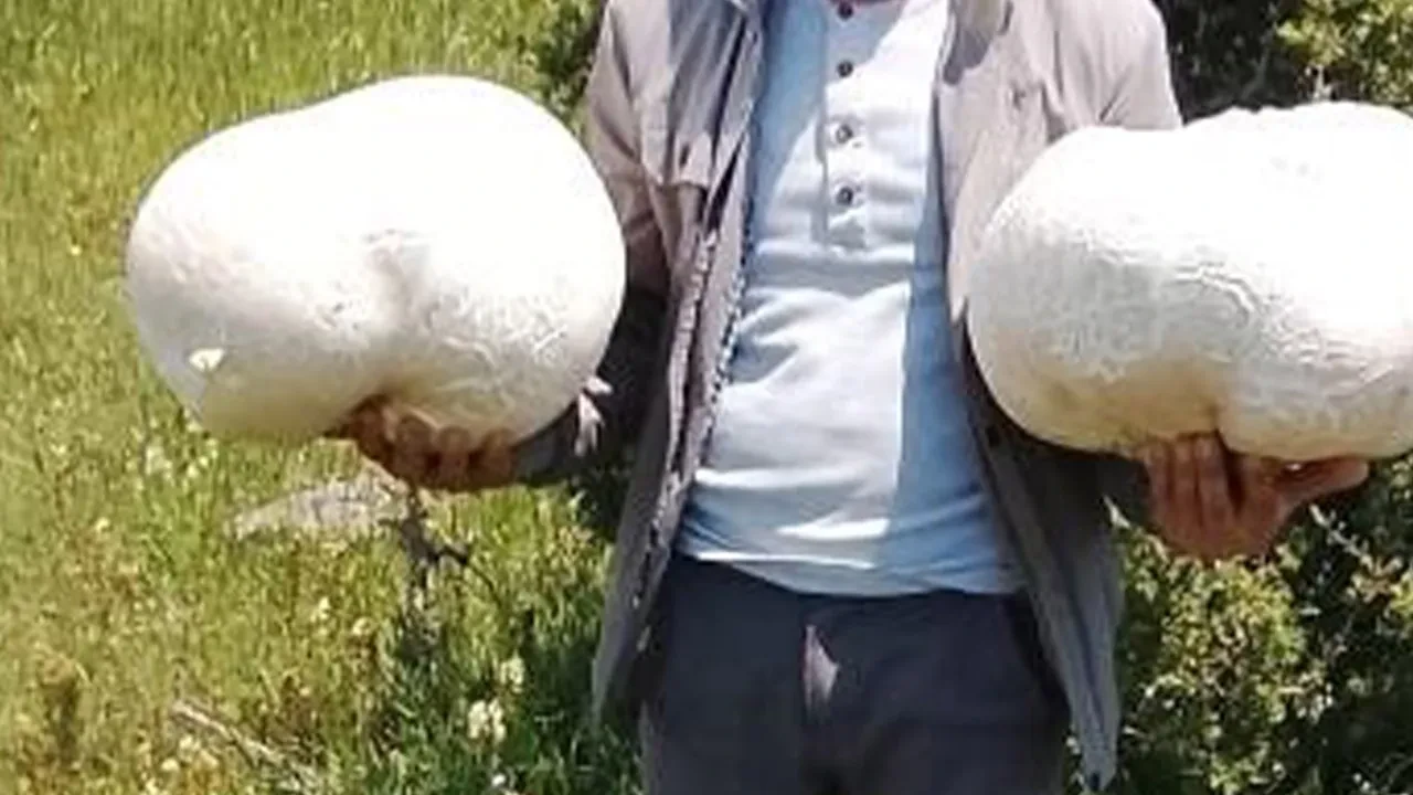 Tesadüfen bulundu, görenleri hayrete düşürdü! Tam 20 kilo ağırlığında