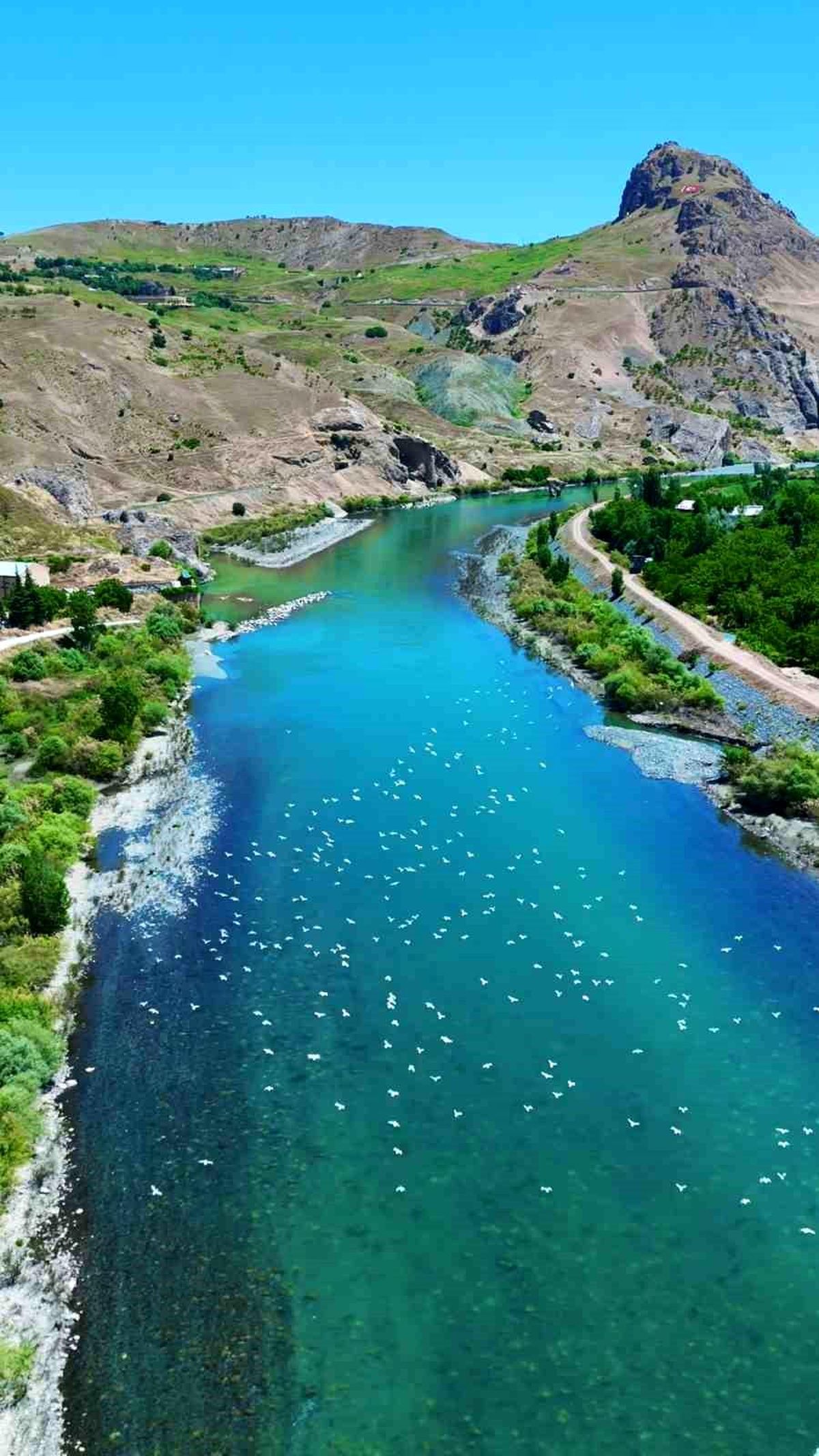 Martılar, Murat Nehri'nde görsel şölen oluşturdu