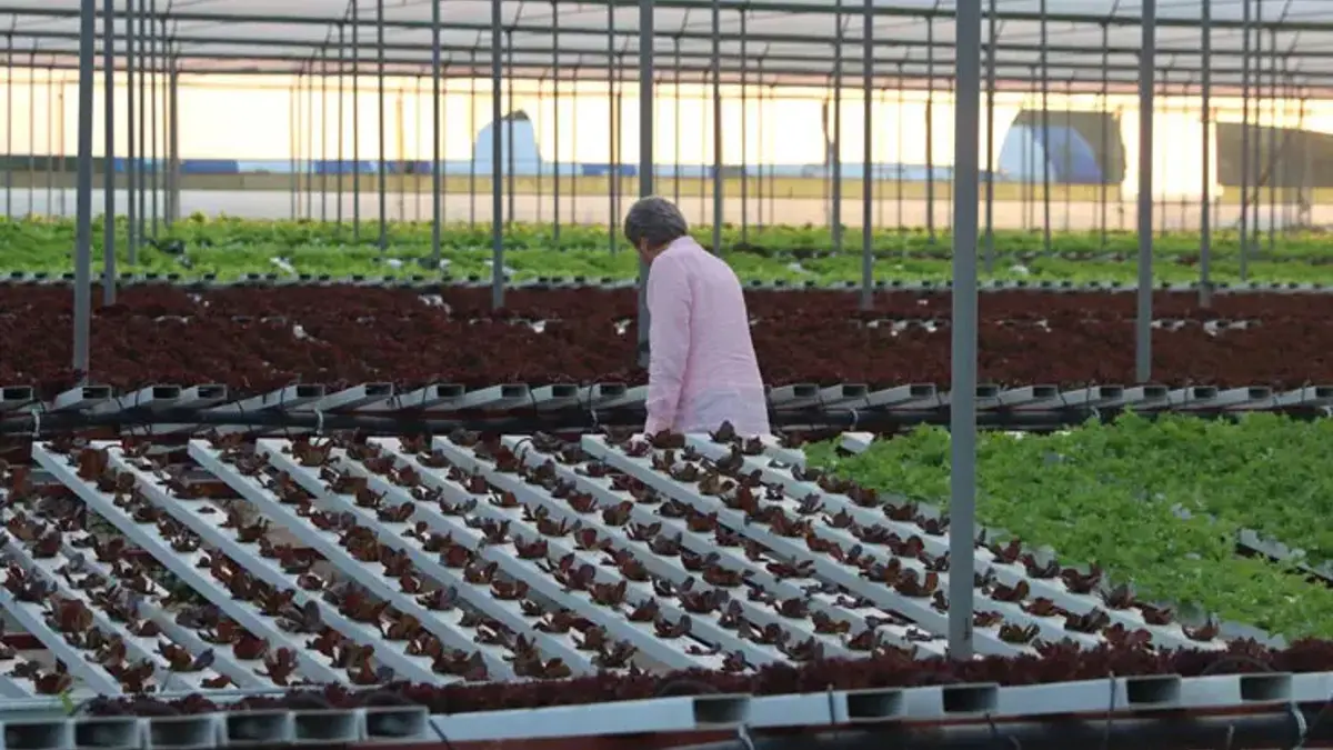 İstanbul’da topraksız tarım hız kazandı! 29 işletmede yıllık 6,8 milyonun üzerinde üretim