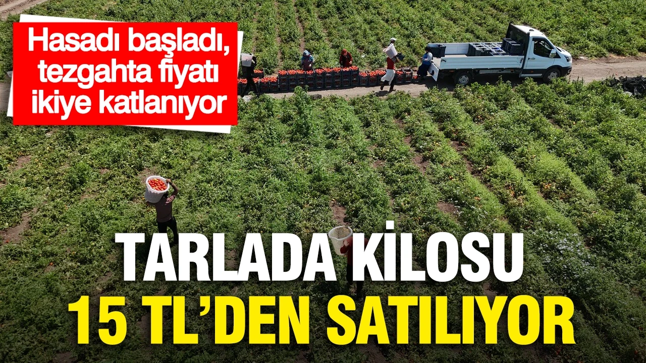 Tarlada 15 TL'den satılıyor… Kavurucu sıcakta hasadı başladı, tezgahta fiyatı ikiye katlanıyor