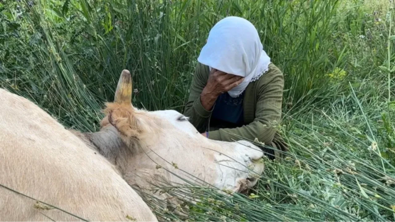 Ailesinin tek geçim kaynağıydı! Uçurumdan düşüp telef olan olan ineğinin başında saatlerce ağladı
