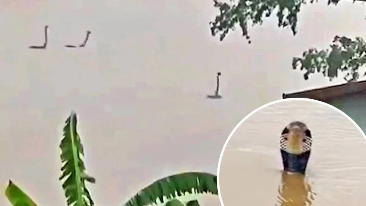 Sel felaketinin ardından dehşet: Zehirli kobralar kasabayı sardı