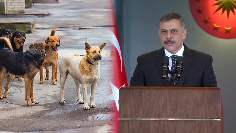 "İçişleri Bakanı Mustafa Çiftçi açıkladı: Sahipsiz köpeklerin toplatılmasında son durum ne? | GÜNDEM HABERLERİ