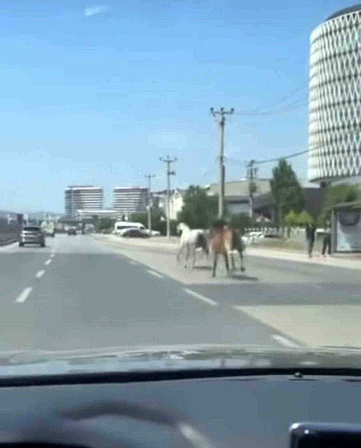 Bursa'da başıboş atlar trafiği tehlikeye attı