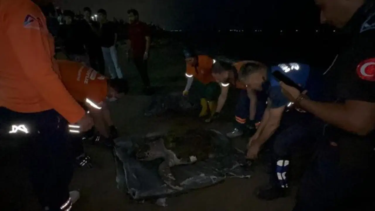 Mersin'de sahile ölü caretta caretta vurdu