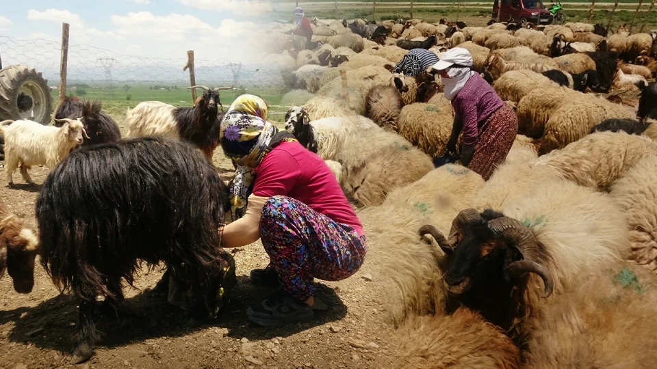 Hakkari Yüksekova'da berivanların zorlu yayla mesaisi başladı | YEREL HABERLER