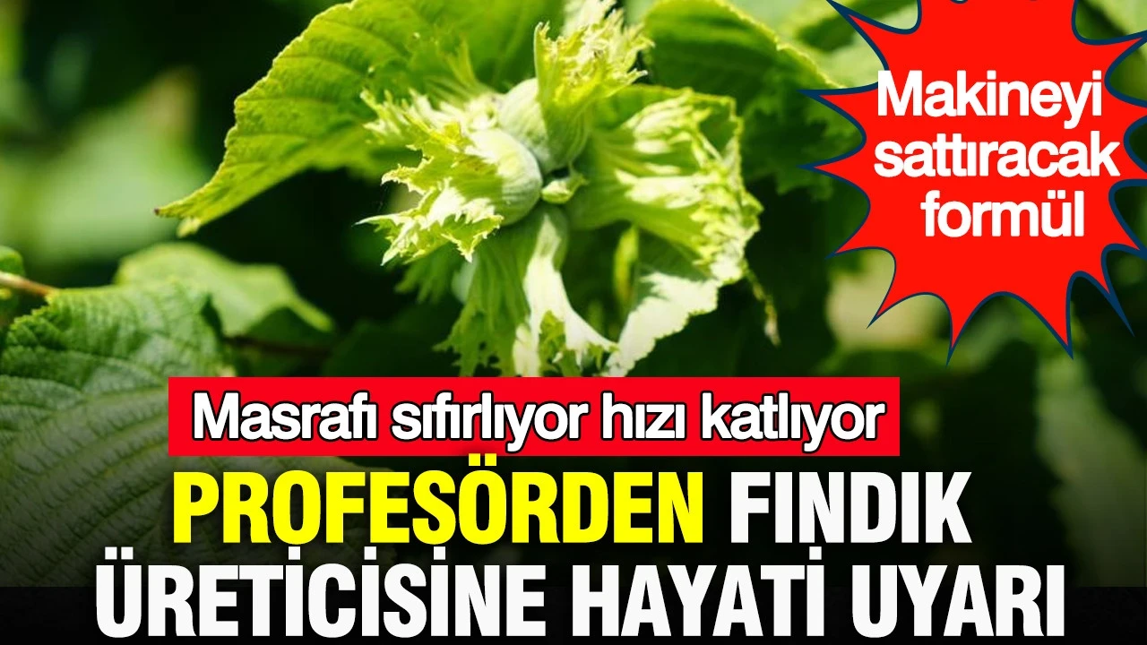 Hasat öncesinden önemli uyarı: Bu yöntem hasat makinesini bile sattıracak: Fındık üreticilerine kritik öneri