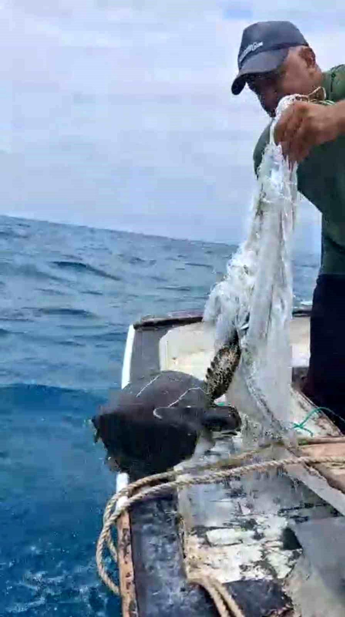 Denize atılan çuvala dolanarak hayat mücadelesi veren caretta carettayı balıkçı kurtardı