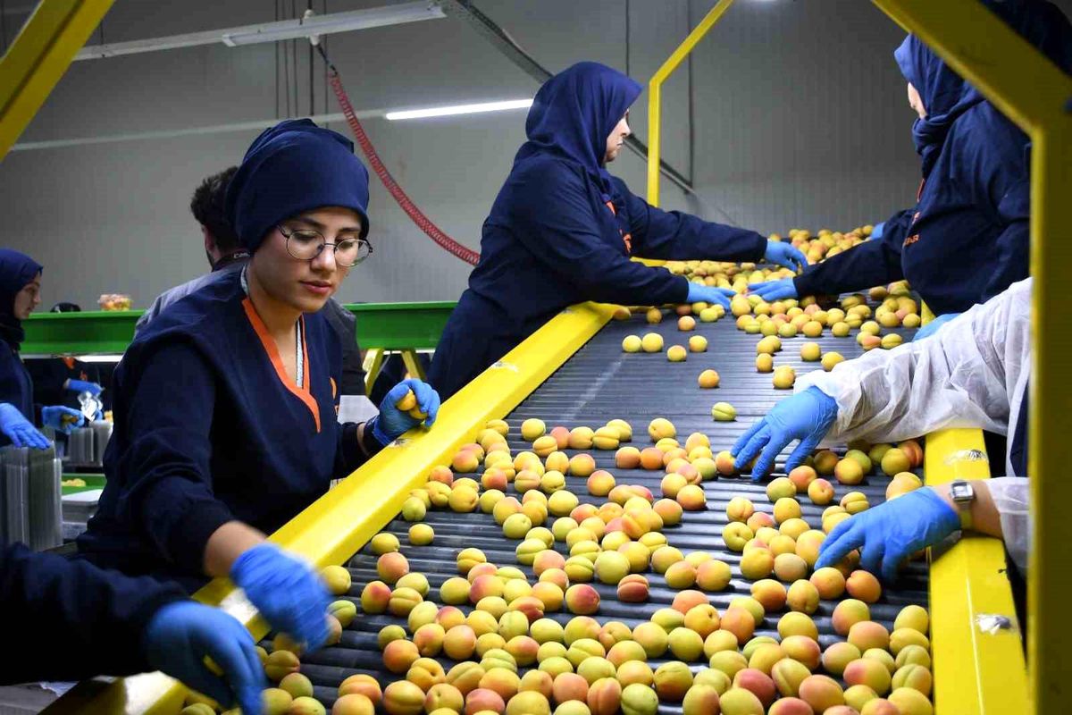 Malatya'da yaş kayısı ihracatı başladı