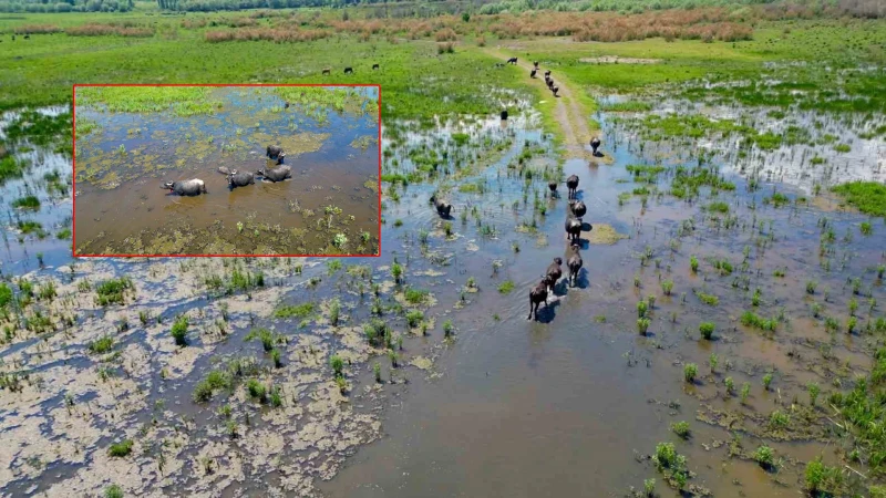 Görenler Afrika sandı ama burası Türkiye: Serengeti'yi aratmadı yüzlerce hayvan kendini oraya bıraktı