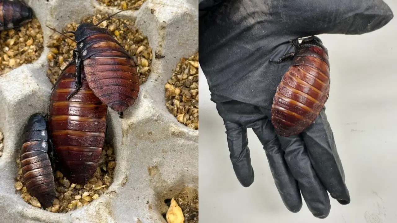 Kaçak hamamböceği çiftliğine baskın: 100 bin canlı böcek ele geçirildi