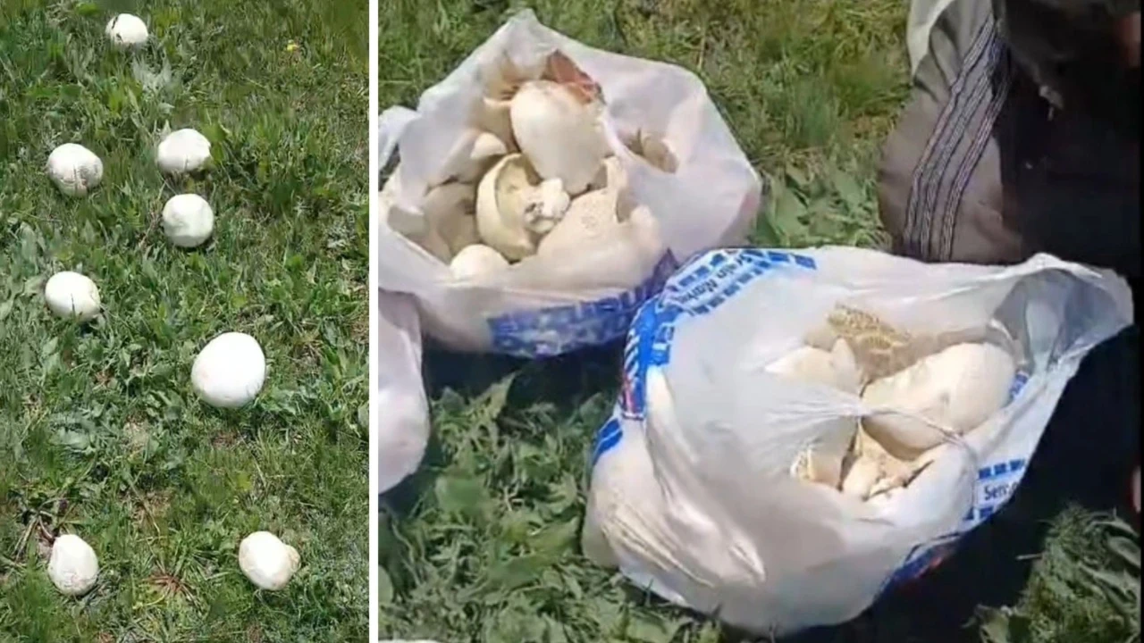 Vatandaşlar poşetlere doldurdu: Kilosunu 300 liraya satacaklar