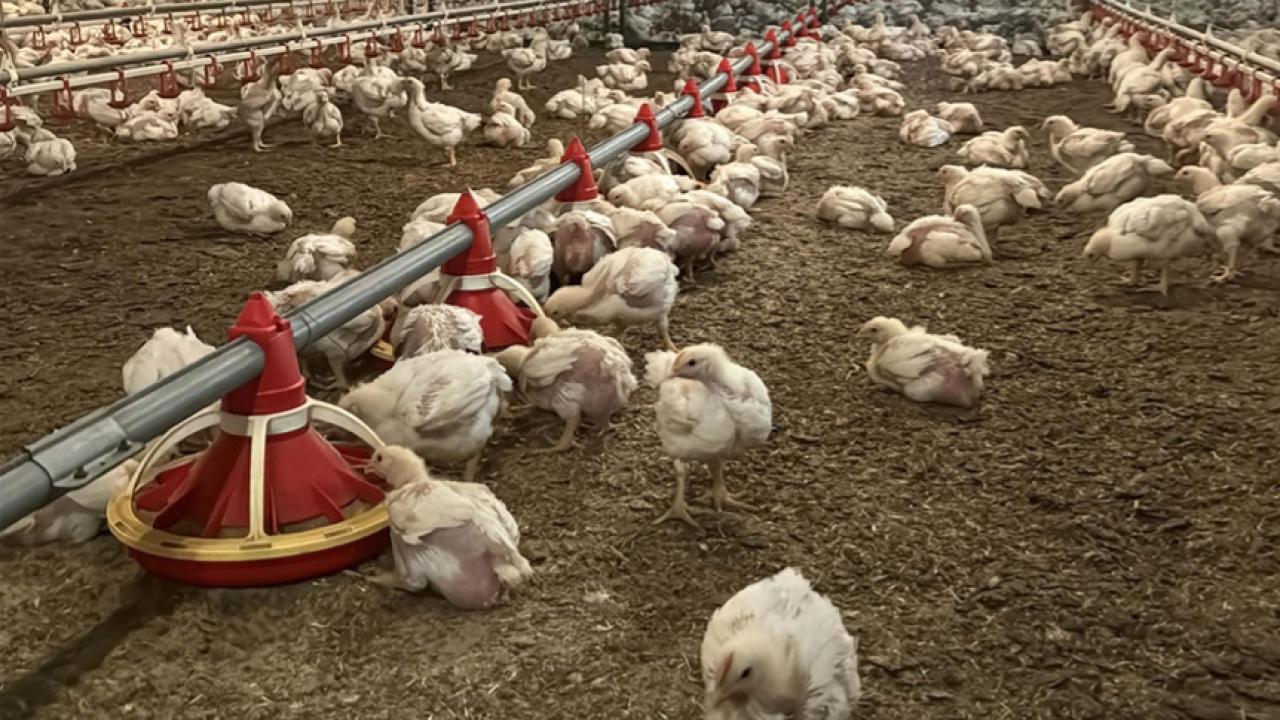 Yüz binlerce kümes hayvanı itlaf edildi