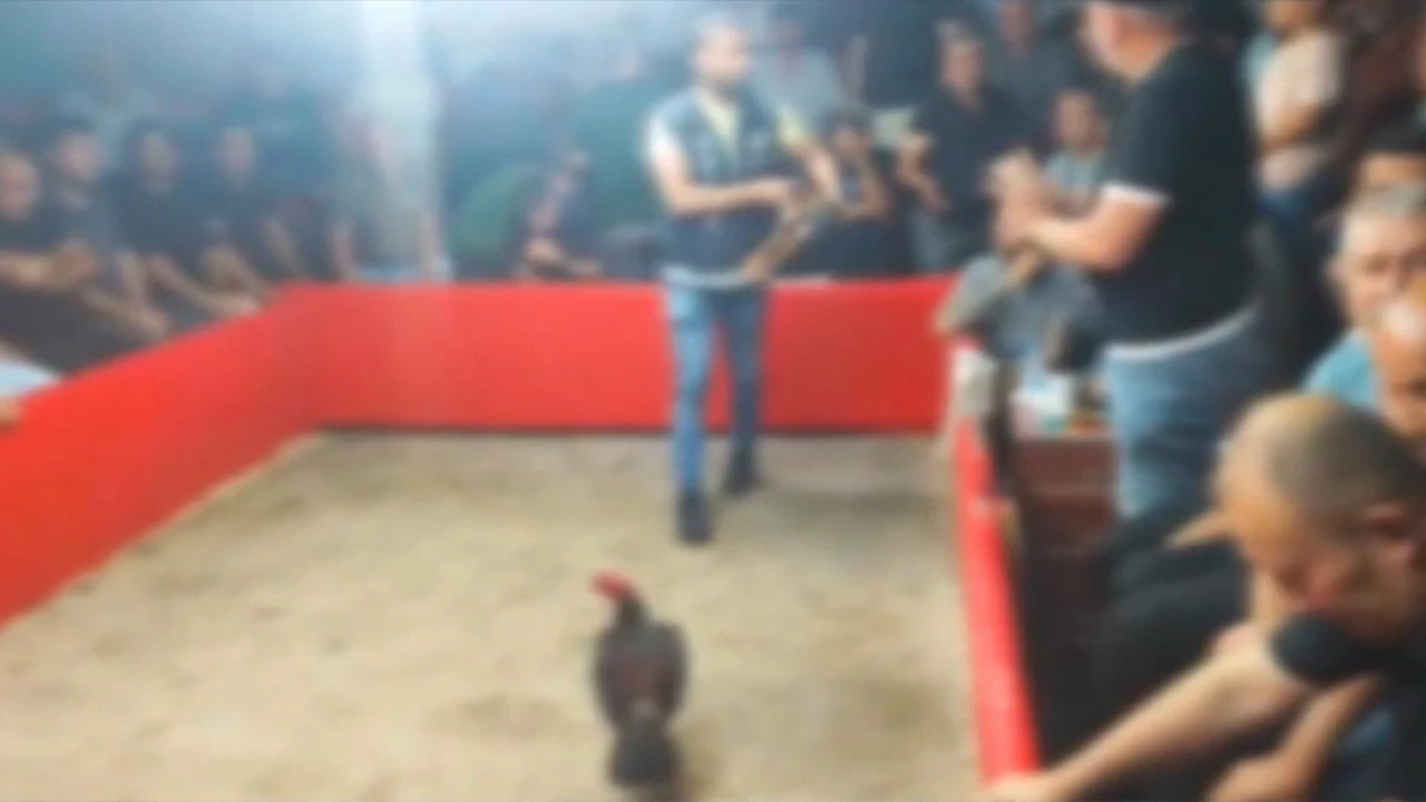 Tabela başka, içerisi başka! 'Hayvanları Koruma Derneği'nde horoz dövüşü: Dudak uçuklatan ceza