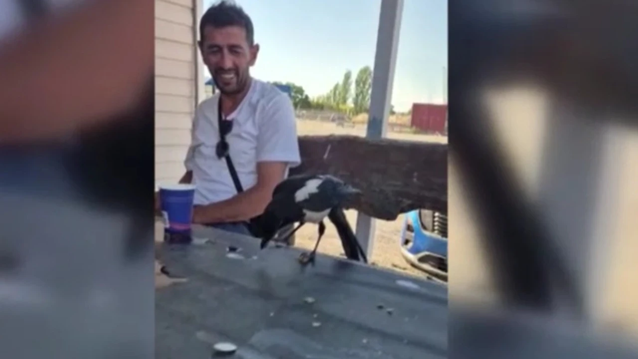 Hırsız karga masadaki parayı alıp kaçtı