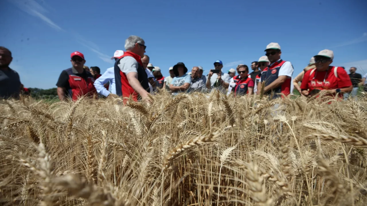 Çanakkale'de 'Hasatlı Tarla Günü' etkinliği: Yerli buğday ve arpa tanıtıldı