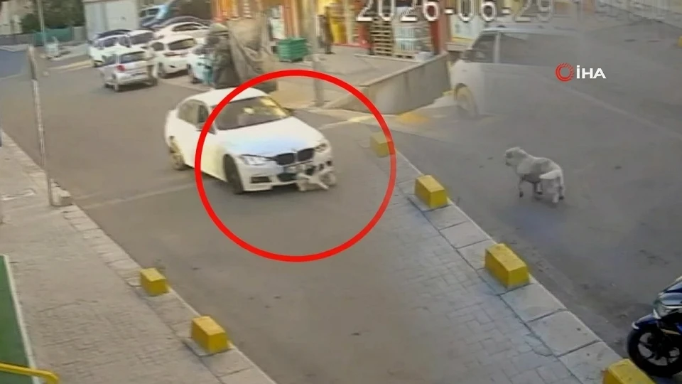 Tekirdağ Çorlu'da otomobilin çarptığı Yumak barınağa verildi