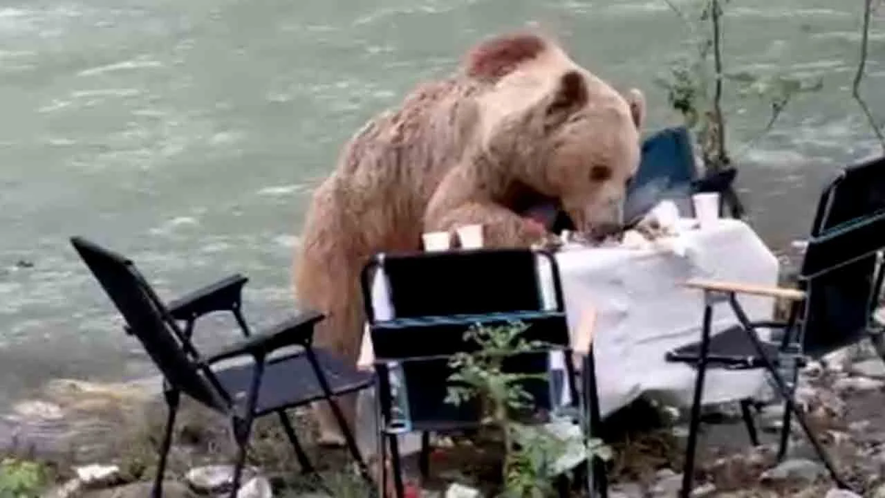 Davetsiz misafir piknik masasına dadandı