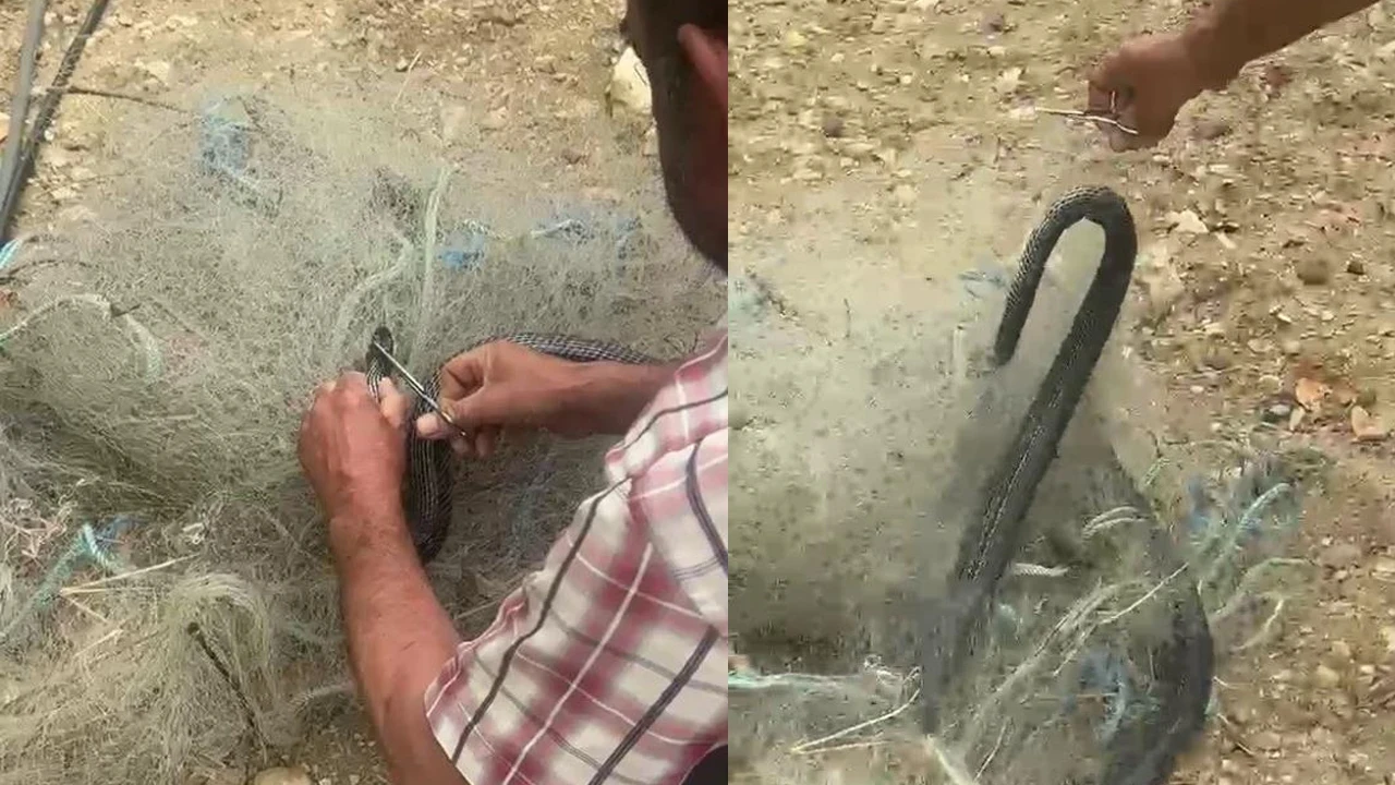 Hatay'da bahçedeki balık ağında mahsur kalan yılan kurtarıldı