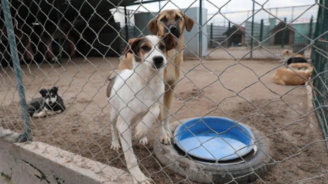 Ankara Valisi açıkladı: 52 bin sahipsiz köpek toplandı