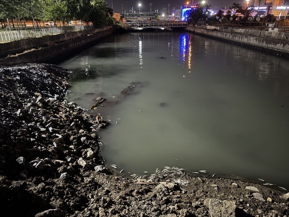 Bakırköy'de sahile bağlantısı bulunan dere yatağında ölen binlerce balık kıyıya vurdu
