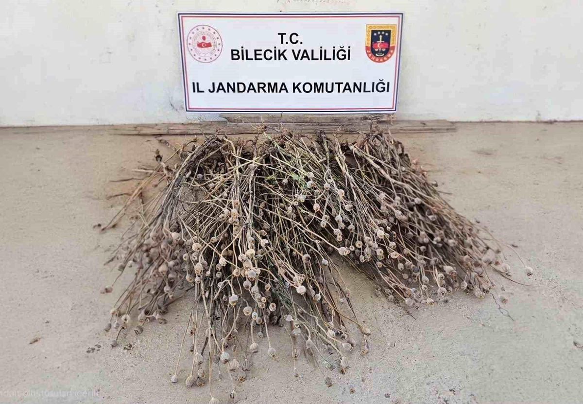 Bilecik'te izinsiz ekilen 136 kök haşhaş ele geçirildi