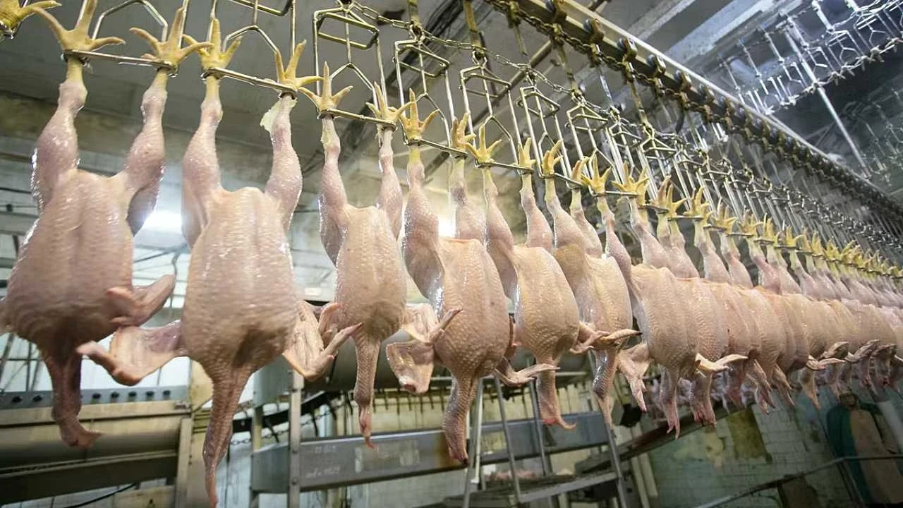 Tavuk eti üretimi nisanda yıllık bazda yüzde 0,5 azaldı