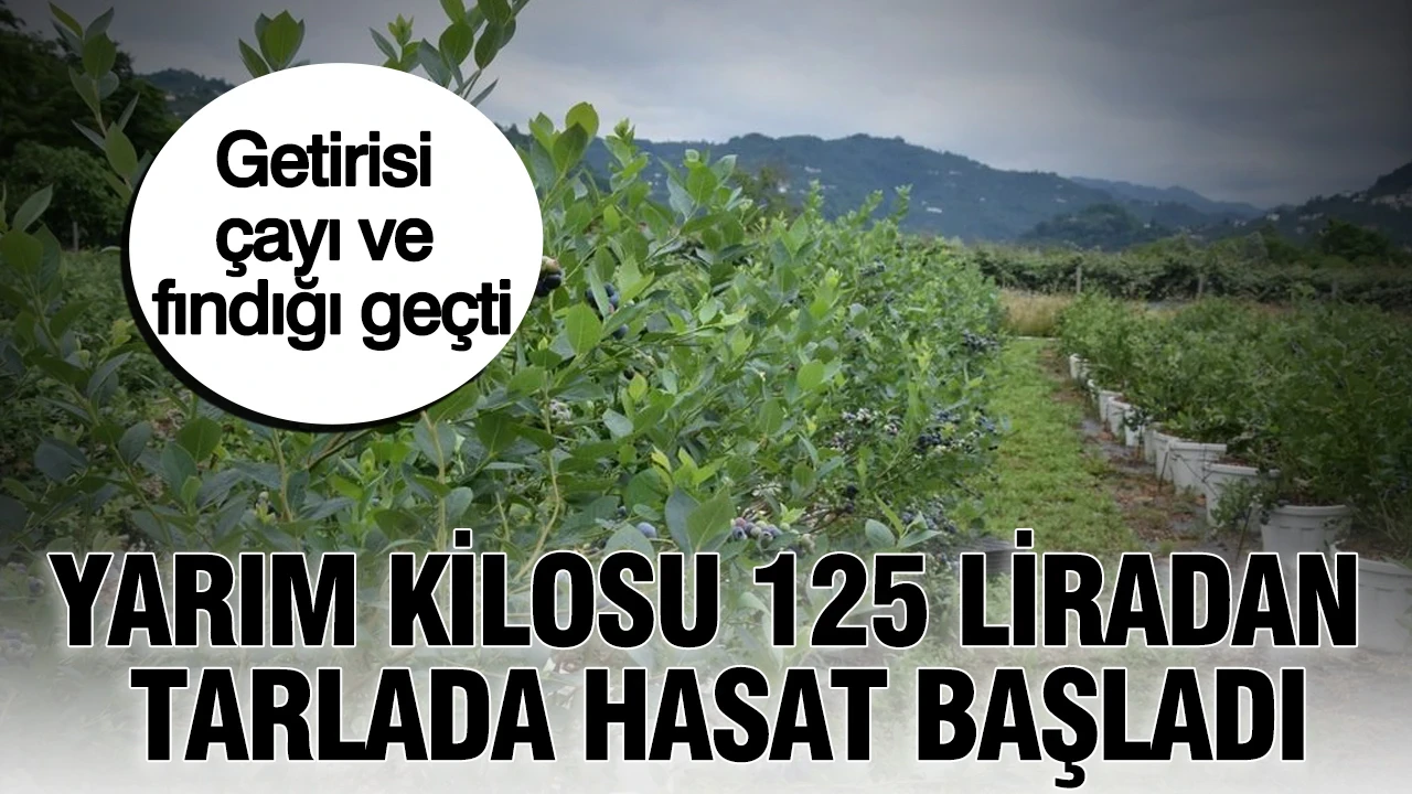 Yarım kilosu 125 liradan tarlada hasat başladı: Getirisi çayı ve fındığı geçti