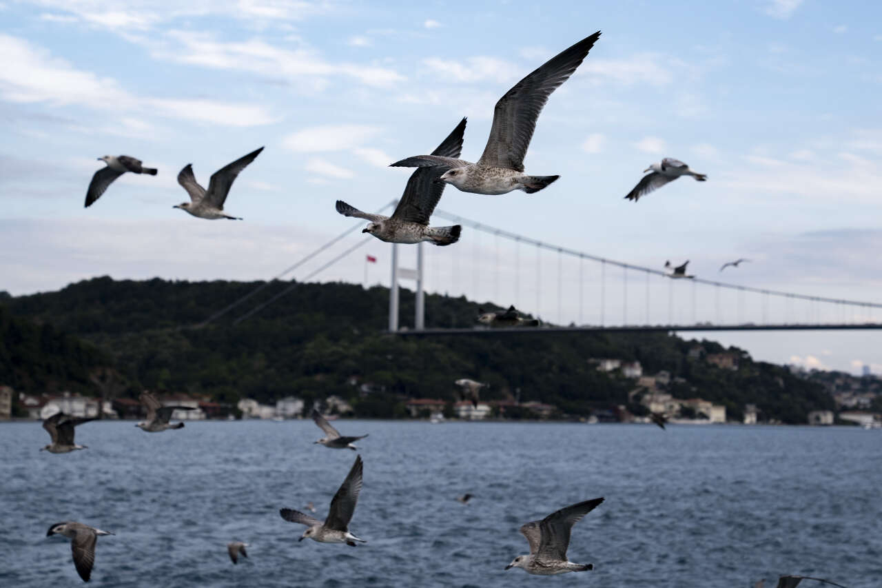 İstanbul Boğazı'nda martılar vapura eşlik etti