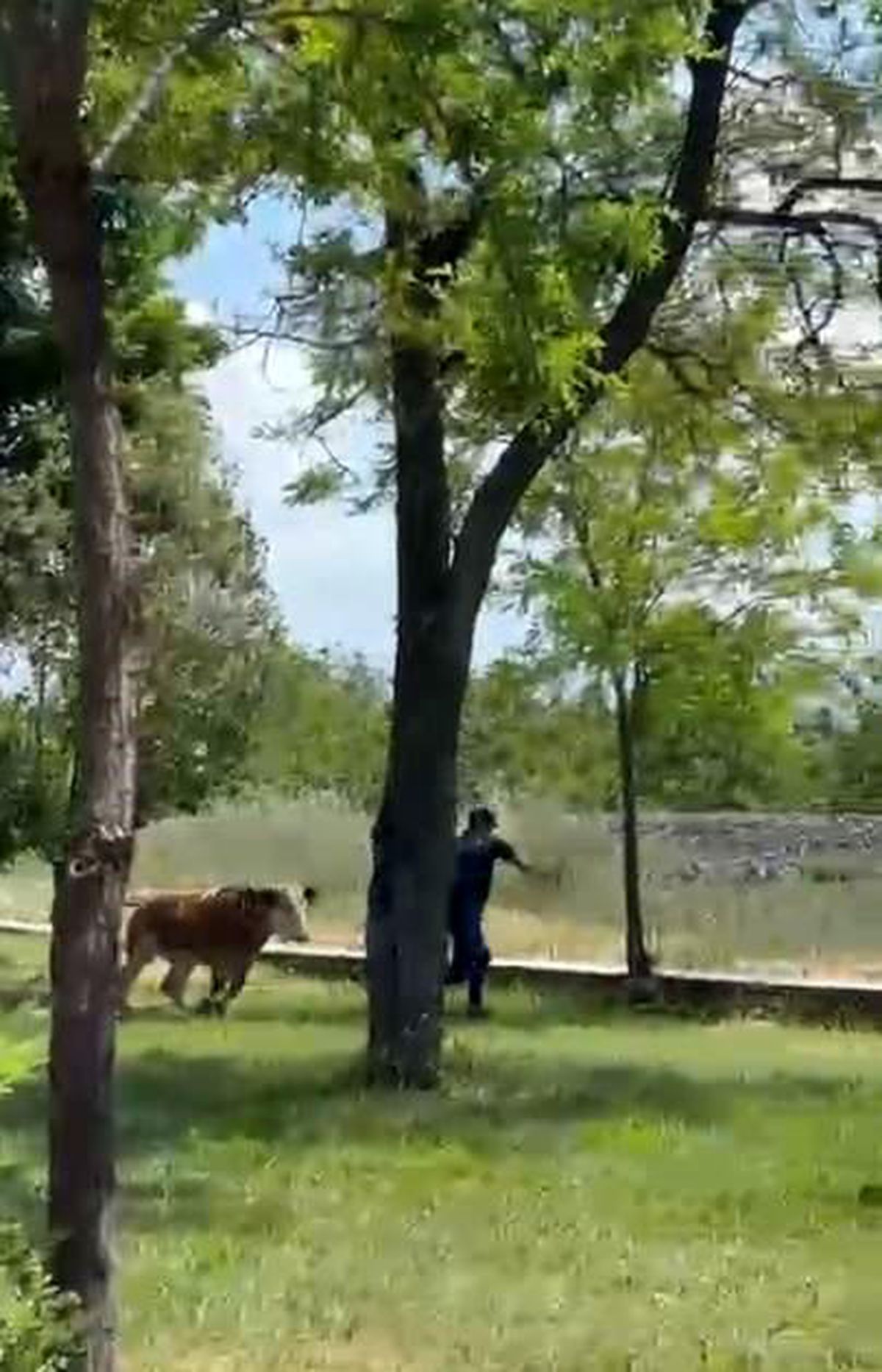 Elazığ'da sahibinden kaçan dana paniğe neden oldu