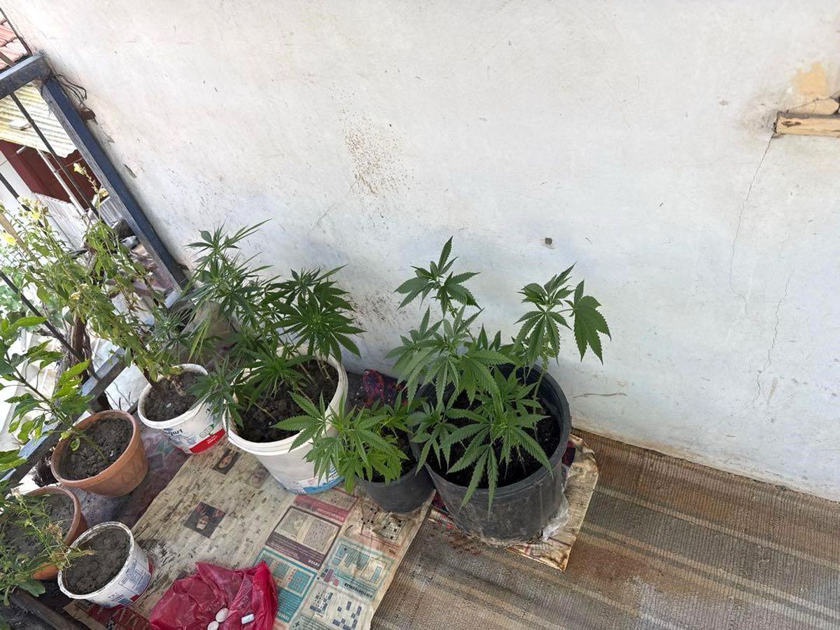 Çorum'da operasyon düzenlenen evden 21 kök kenevir çıktı: 1 gözaltı