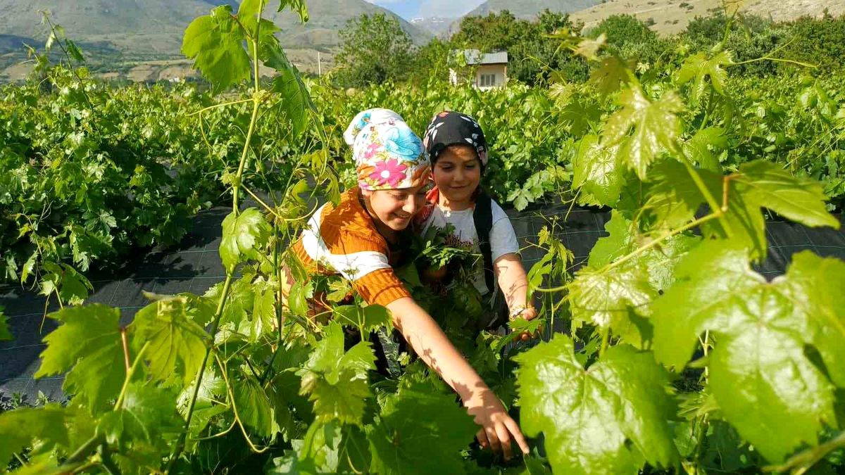 Erzincan'da üzümden önce yaprak hasadı başladı