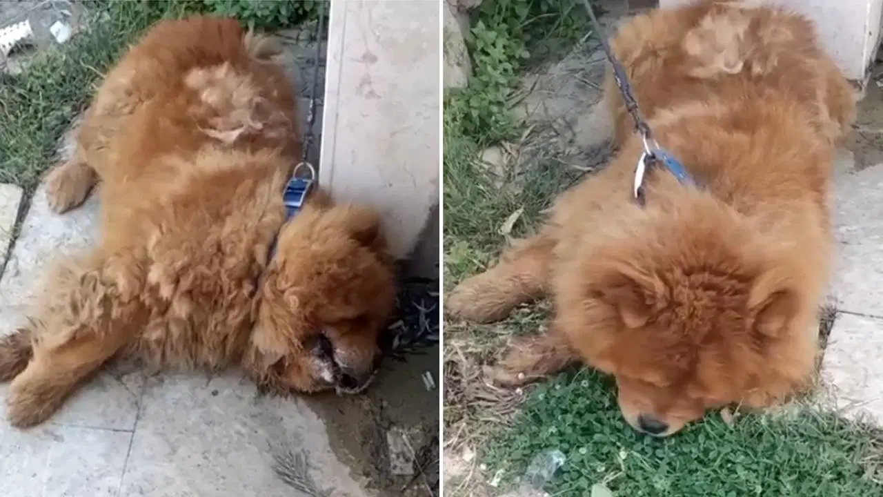 Köpeğin eziyet sonucu öldüğü iddiası: 1 gözaltı