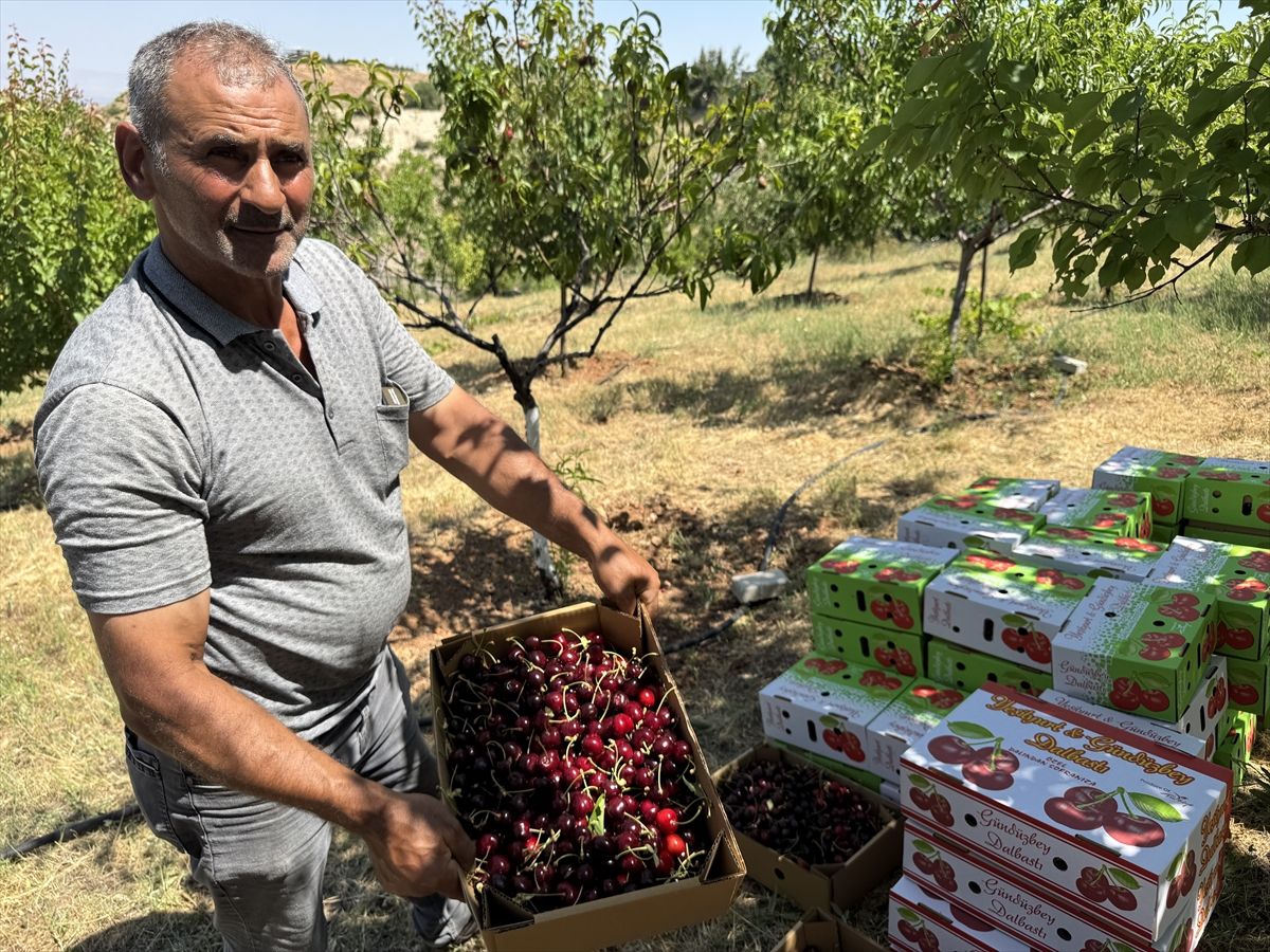 Malatya'da tescilli "dalbastı" kirazı üreticisinin yüzünü güldürdü