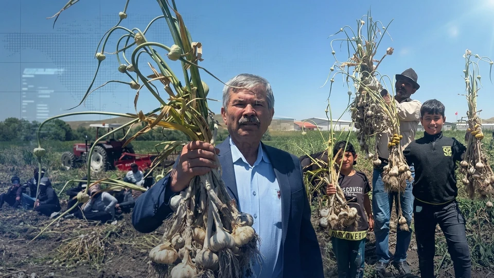 Tahıl ambarında bir ilk! Haymana'da deneme amaçlı ekilen sarımsakta hasat başladı: Kastamonu'ya meydan okuyor